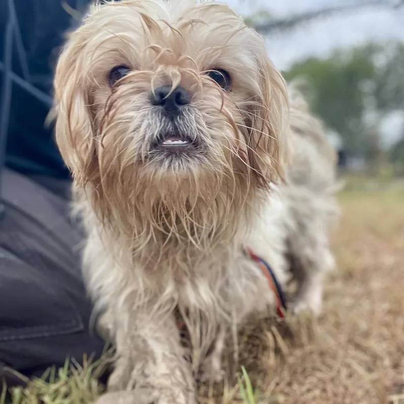 An adult small-sized male Shih Tzu dog named Gaston for adoption in Wimberley, TX