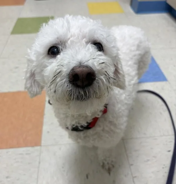 Toby