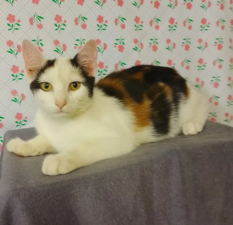 A baby medium-sized female Calico Domestic Short Hair cat named Flo for adoption in Thorofare, NJ