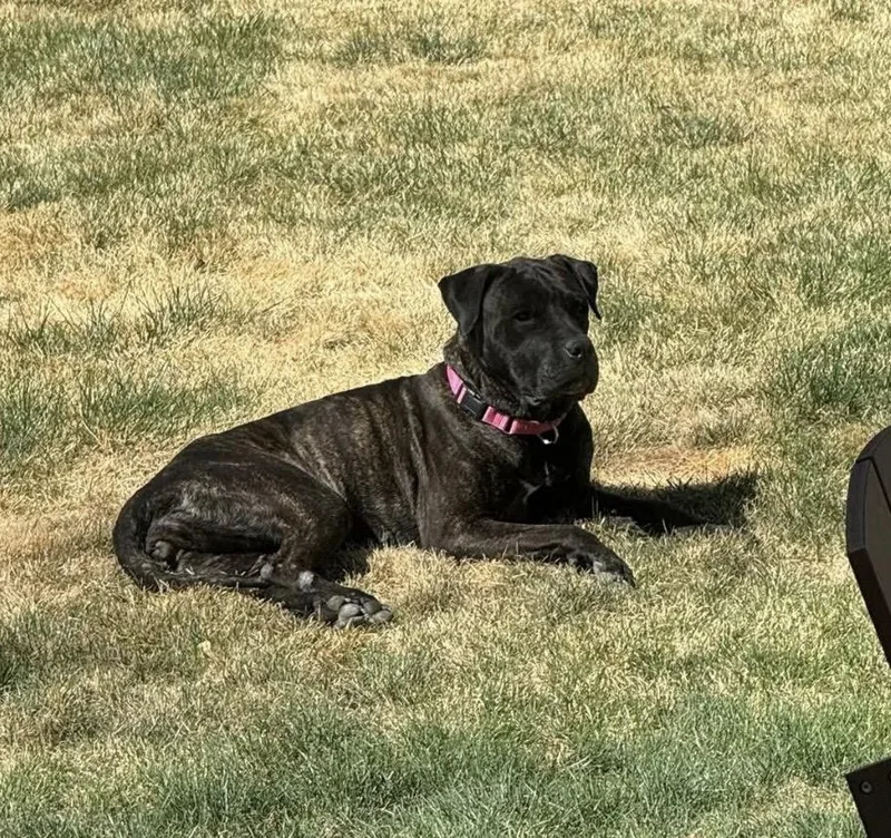 An adult large-sized female Brindle Cane Corso dog named Barbie for adoption in Thornton, CO