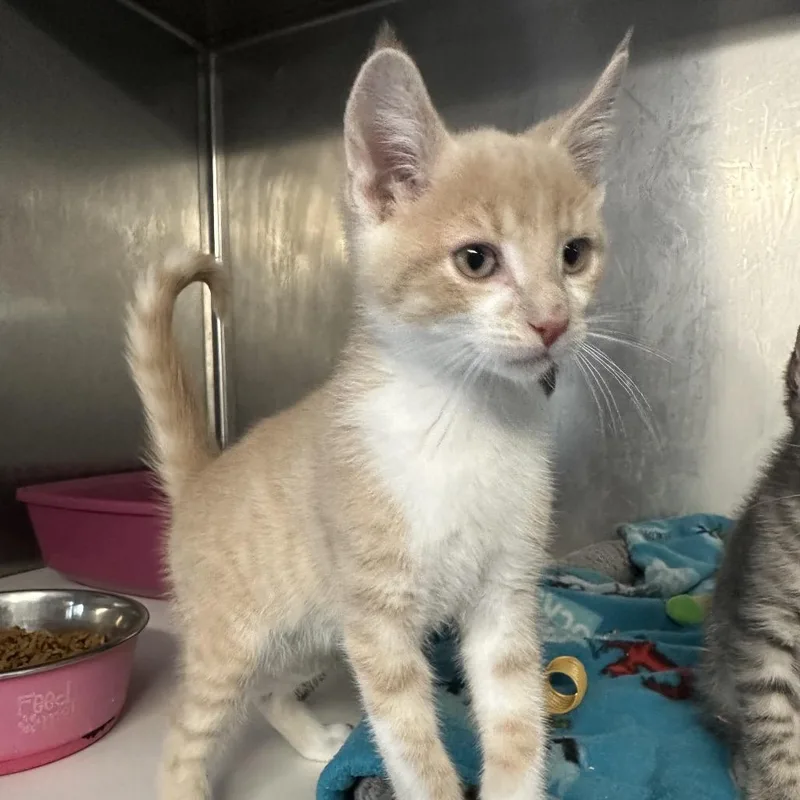 A baby small-sized male Buff / Tan / Fawn Domestic Medium Hair cat named Rocky for adoption in Wappingers Falls, NY