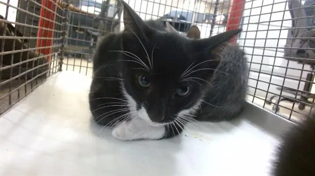 A baby small-sized male Domestic Short Hair cat named Ranger for adoption in Miami, FL