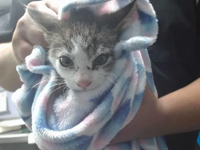 A baby small-sized male Domestic Short Hair cat named Fliorello for adoption in Albuquerque, NM
