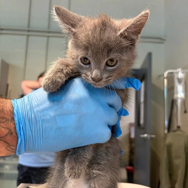 A baby small-sized male Gray / Blue / Silver Domestic Short Hair cat named Major for adoption in Huntington, WV
