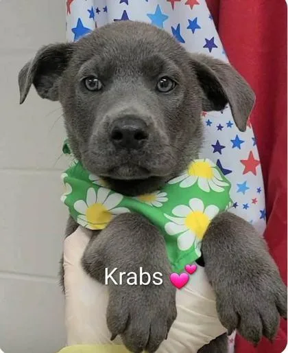 A baby large-sized male Flat-Coated Retriever dog named Mr Krabs for adoption in Morton Grove, IL
