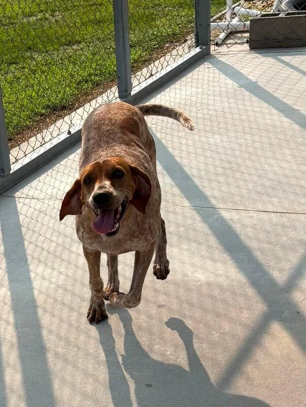An adult medium-sized female English Coonhound dog named Carrie for adoption in Burgaw, NC