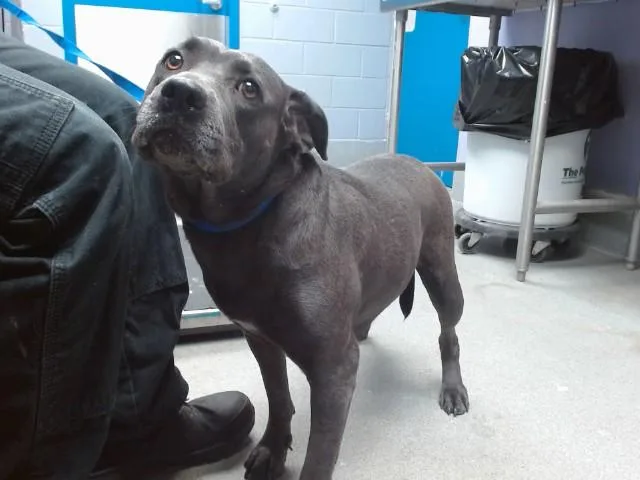 A young large-sized female Pit Bull Terrier dog named Ski for adoption in Albuquerque, NM