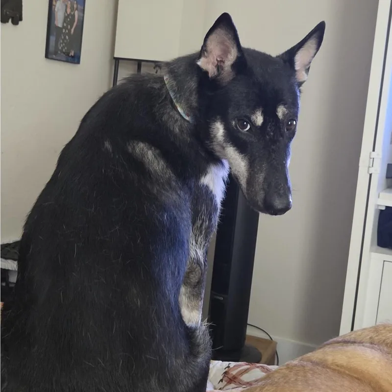 A young medium-sized female Bicolor German Shepherd Dog named Luna for adoption in Liverpool, TX