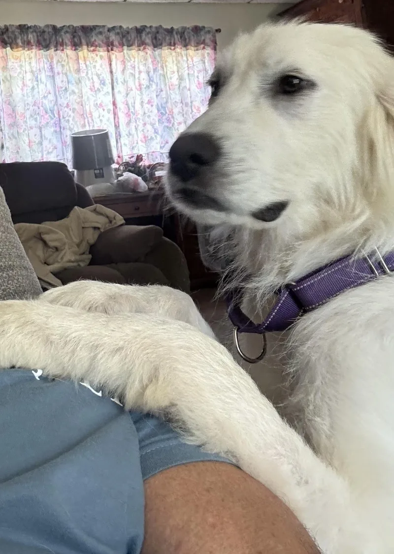 An adult large-sized female Great Pyrenees dog named Darcy for adoption in Grafton, WV