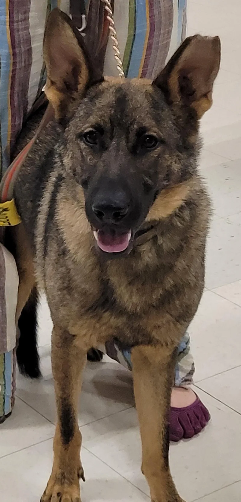 A young medium-sized male German Shepherd Dog dog named Kyro for adoption in Centreville, VA