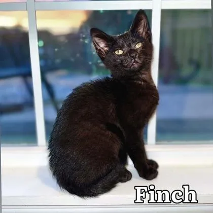 A baby medium-sized male Domestic Short Hair cat named Finch  I AM for adoption in East Brookfield, MA