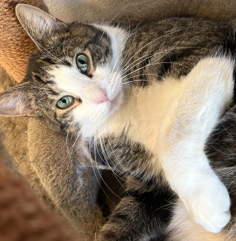 An adult large-sized male Tiger cat named Picasso for adoption in Warwick, NY