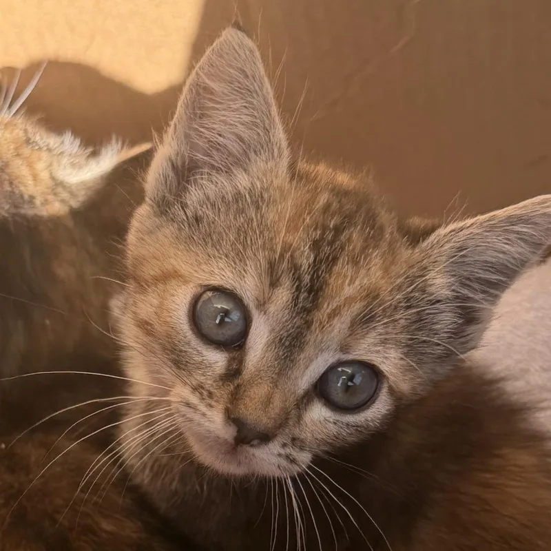 A baby small-sized female Calico Domestic Short Hair cat named Elain for adoption in Los Angeles, CA