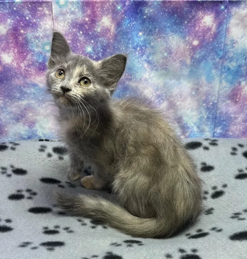 A baby small-sized female Domestic Medium Hair cat named Harriett for adoption in Washington Court House, OH