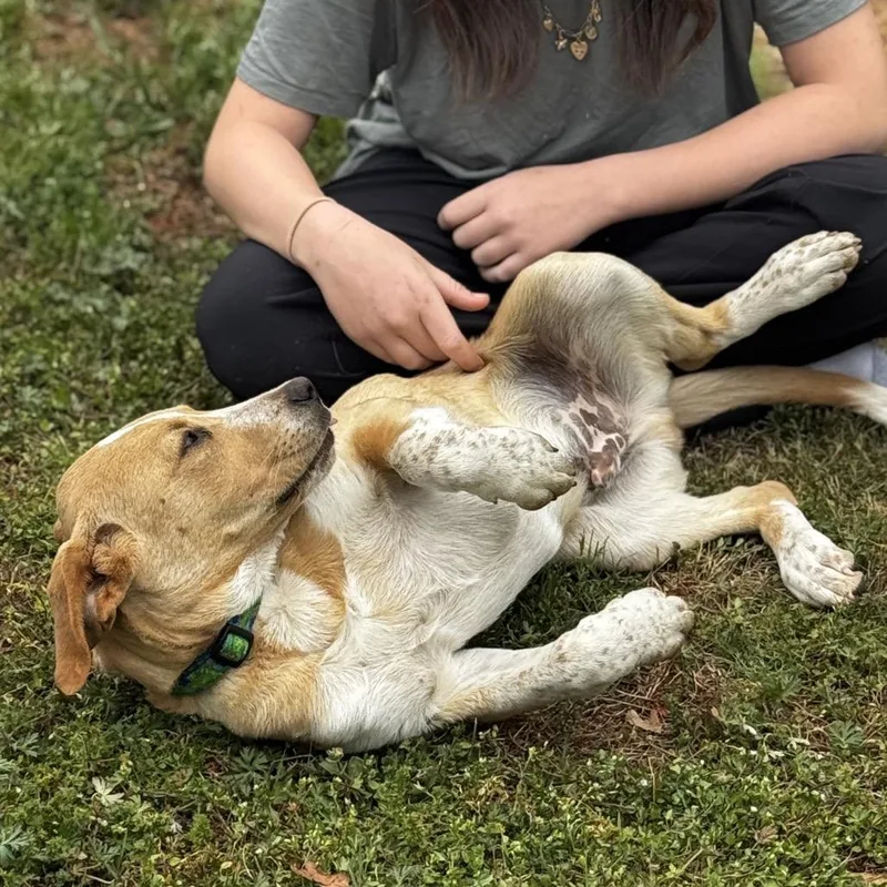 A baby medium-sized male Yellow / Tan / Blond / Fawn Labrador Retriever dog named Bumblebee for adoption in Fayetteville, GA