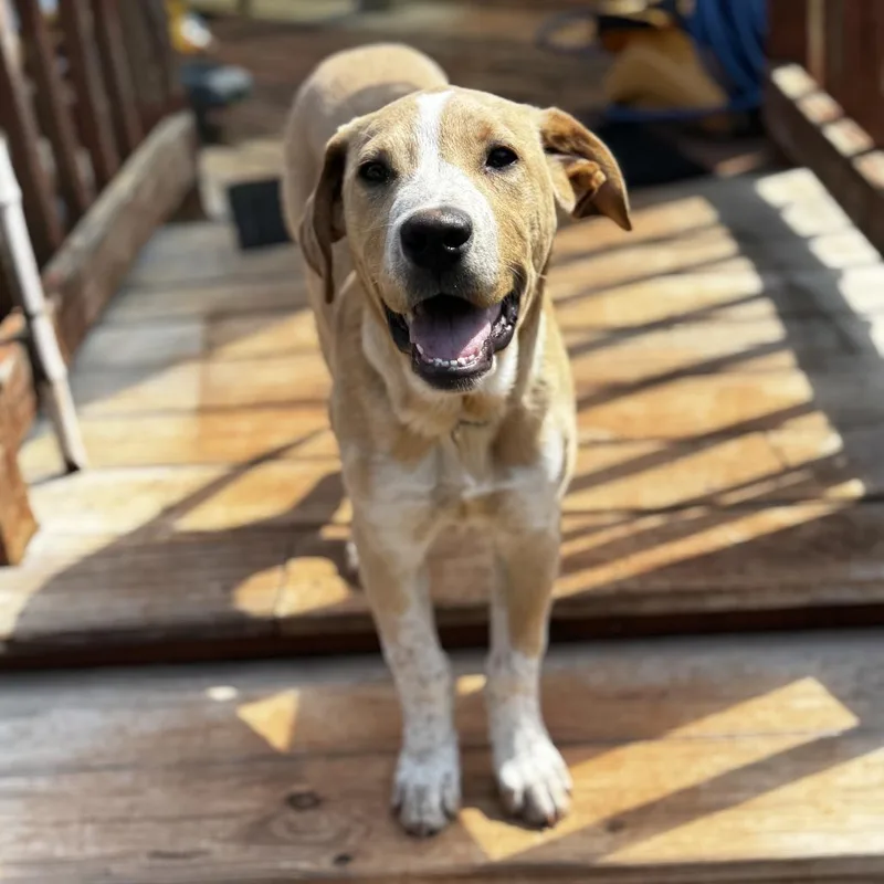 Bumblebee thumbnail 2