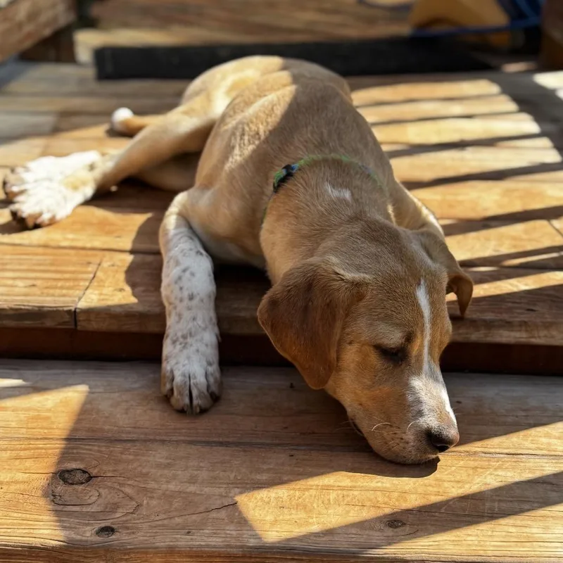 Bumblebee thumbnail 3