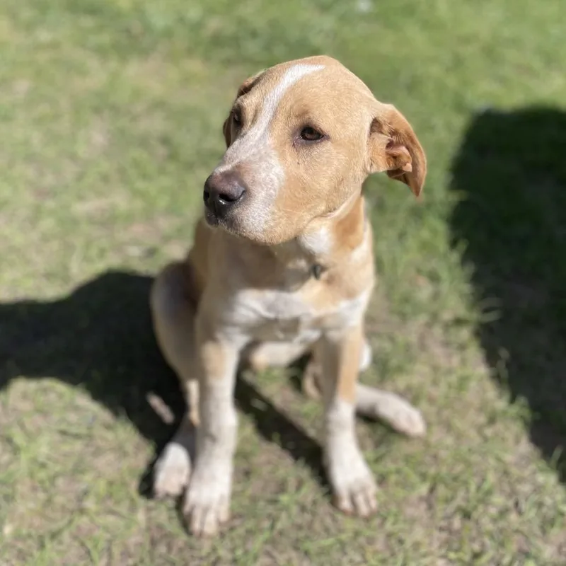 Bumblebee thumbnail 4