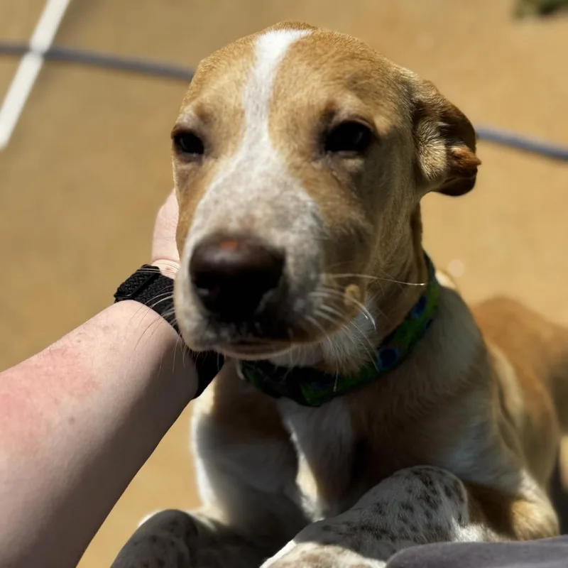 Bumblebee thumbnail 5