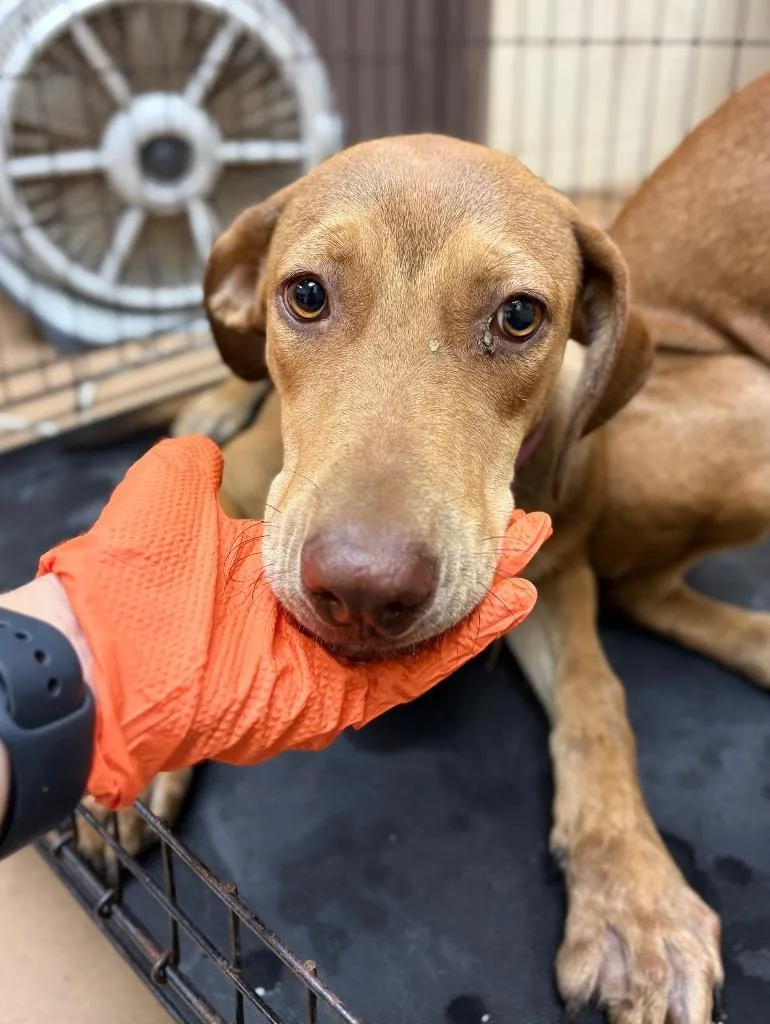 A baby medium-sized female Pit Bull Terrier dog named Canela for adoption in Nacogdoches, TX