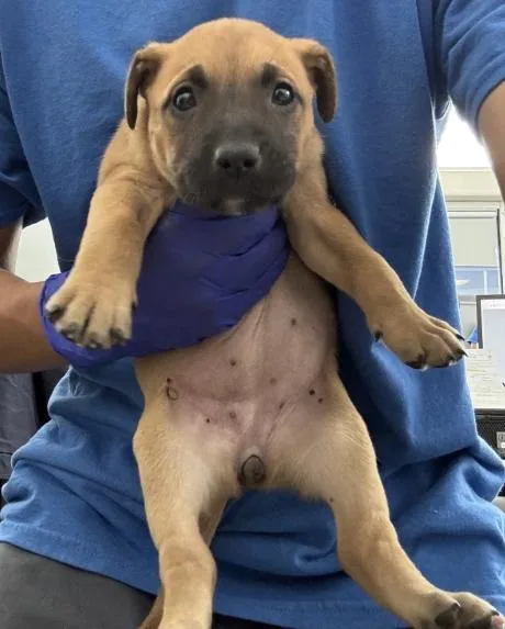 A baby medium-sized female Mixed Breed dog named Willow for adoption in Dallas, TX