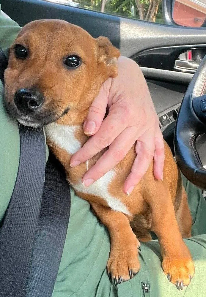 A baby small-sized female Chihuahua dog named Roxie for adoption in New York, NY