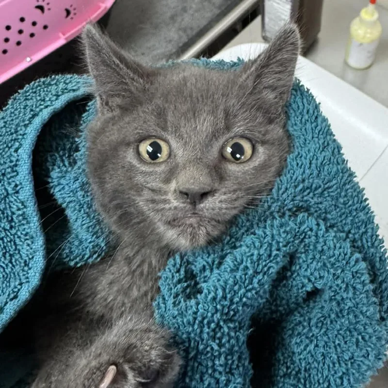 A baby small-sized female Gray / Blue / Silver Domestic Medium Hair cat named Fender for adoption in Reno, NV