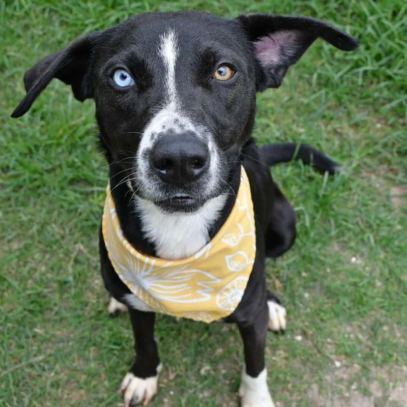 A young medium-sized female Black Labrador Retriever dog named Opal for adoption in Beaumont, TX