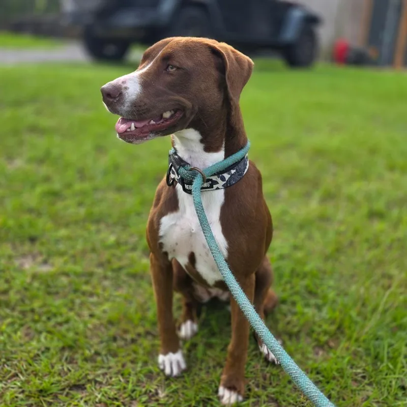 A young small-sized female Brown / Chocolate Chocolate Labrador Retriever dog named Data for adoption in Valdosta , GA
