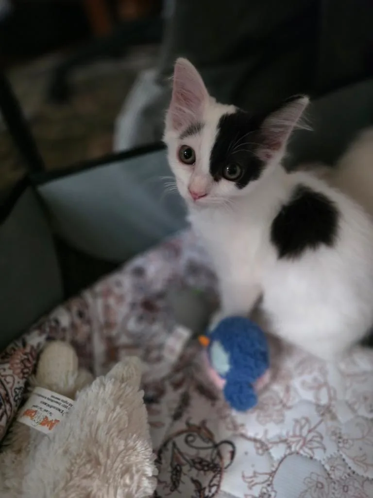 Mr. Dolly thumbnail 3