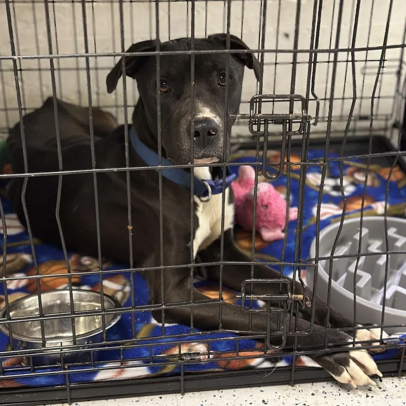 An adult medium-sized male Black Pit Bull Terrier dog named Bart for adoption in Fort Smith, AR