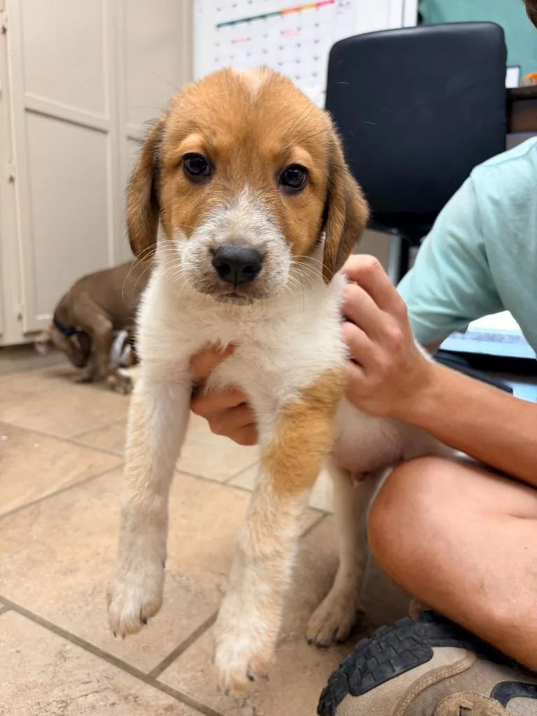 A baby medium-sized male Shepherd dog named Bates for adoption in Batesville, AR