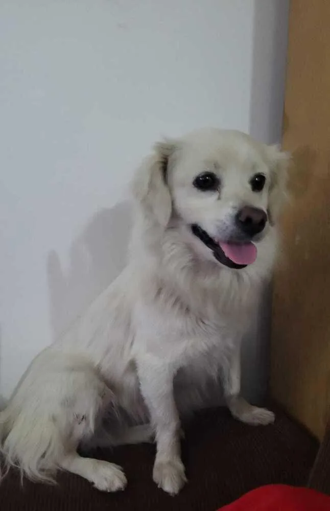 A young medium-sized female White / Cream Tibetan Spaniel dog named Darla for adoption in ventura, CA