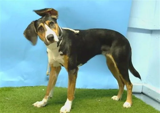 A young medium-sized female Beagle dog named Nami for adoption in Gardena, CA