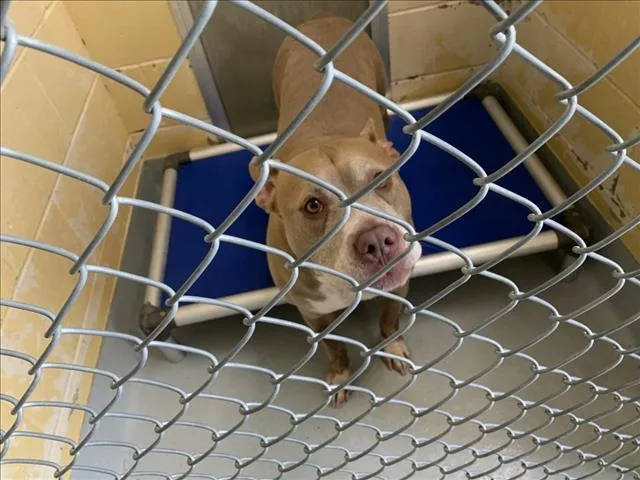 An adult large-sized male Pit Bull Terrier dog named Mccarty for adoption in Tulsa, OK
