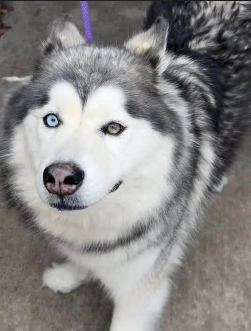 An adult medium-sized female White / Cream Husky dog named Luna for adoption in Chicago, IL