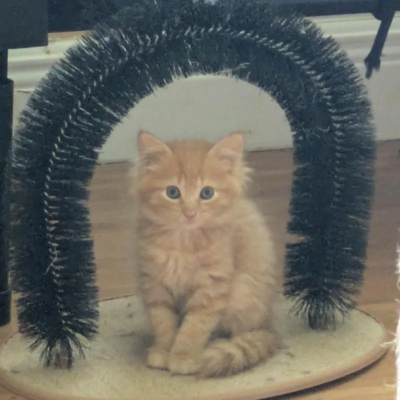 A baby small-sized female Orange / Red Domestic Medium Hair cat named Clementine for adoption in Fort Lauderdale, FL