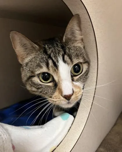 An adult medium-sized female Domestic Short Hair cat named Kona for adoption in Quakertown, PA