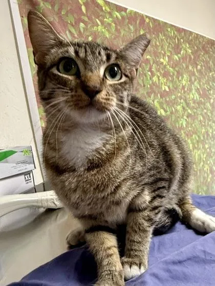 Miso