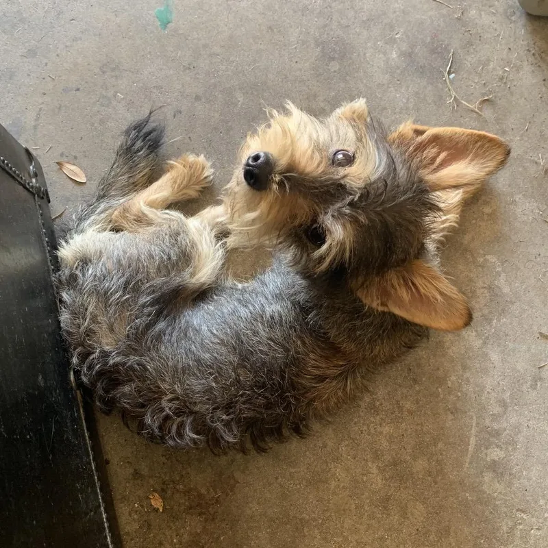 A young small-sized male Yorkshire Terrier dog named Bruiser for adoption in Houston, TX