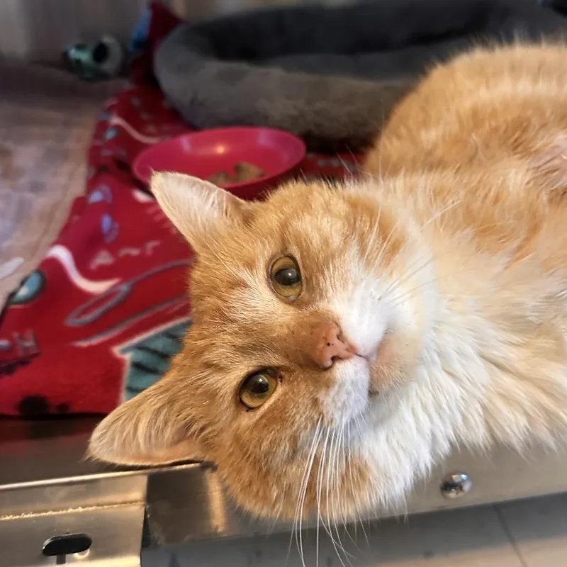 An adult large-sized male Orange / Red Domestic Short Hair cat named Hamburgler for adoption in Rocky Mount, VA