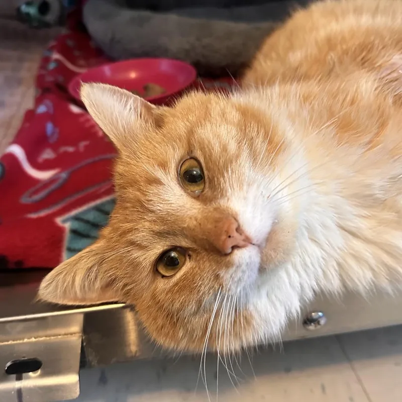 Hamburgler thumbnail 2