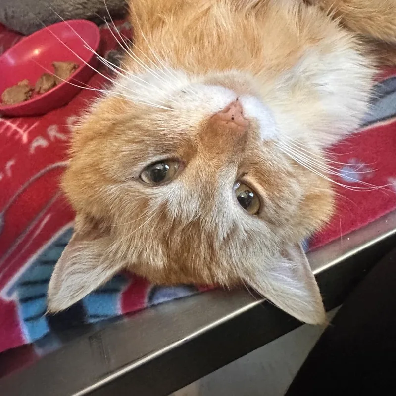 Hamburgler thumbnail 3