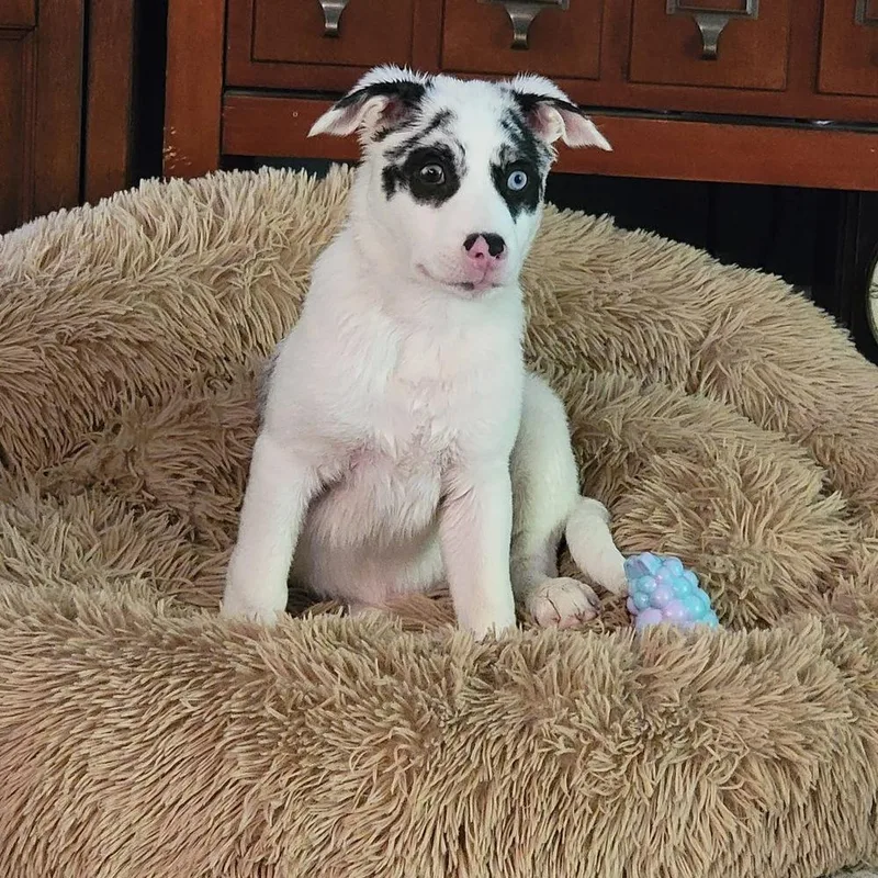 A baby medium-sized male Australian Shepherd dog named Ocho for adoption in Grove City, OH
