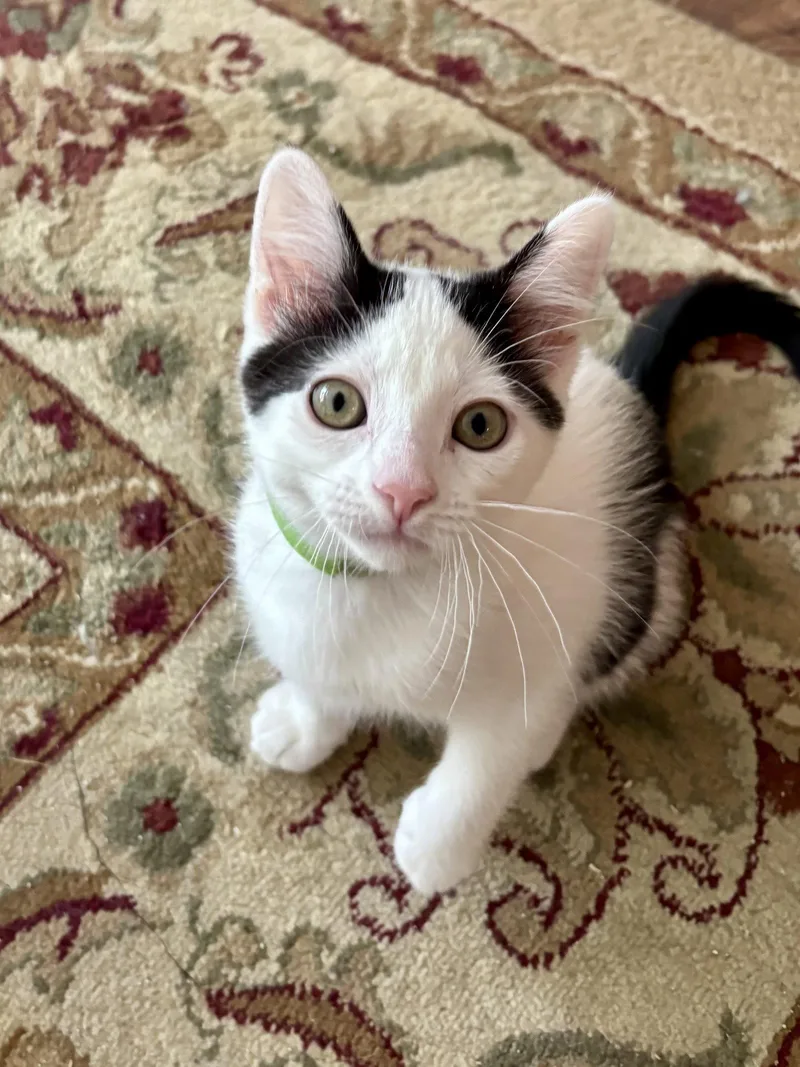 A baby medium-sized female Black & White / Tuxedo Domestic Short Hair cat named Linnell for adoption in Trenton, NJ
