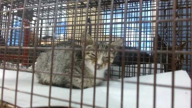 A baby small-sized female Domestic Short Hair cat named Brownie for adoption in Miami, FL