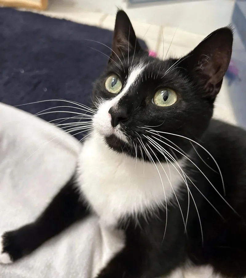 An adult medium-sized female Black & White / Tuxedo Domestic Short Hair cat named Noodle for adoption in Pittsburgh, PA