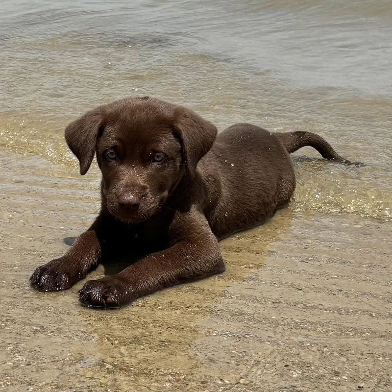 A baby large-sized female Labrador Retriever dog named Willow Valley for adoption in Fort Worth, TX