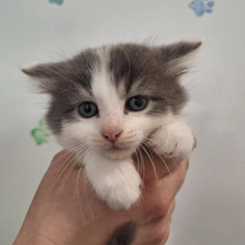 A baby small-sized female Gray / Blue / Silver Domestic Short Hair cat named Priya for adoption in Albert Lea, MN