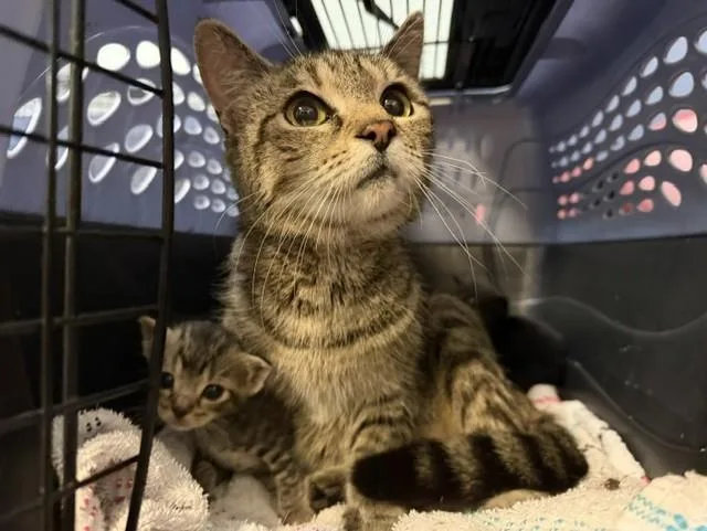 A young small-sized female Domestic Short Hair cat named Clover for adoption in Miami, FL